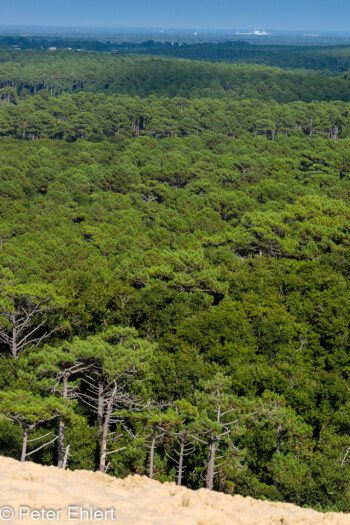 Wald hinter der Düne  La Teste-de-Buch Département Gironde Frankreich by Peter Ehlert in Dunde de Pilat