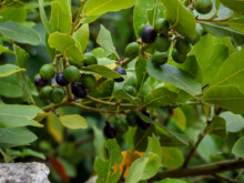 Oliven  Gordes Département Vaucluse Frankreich by Peter Ehlert in Luberon__Gordes