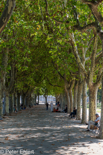 Platanen Allee  Montpellier Département Hérault Frankreich by Peter Ehlert in Montpellier-Peyrou