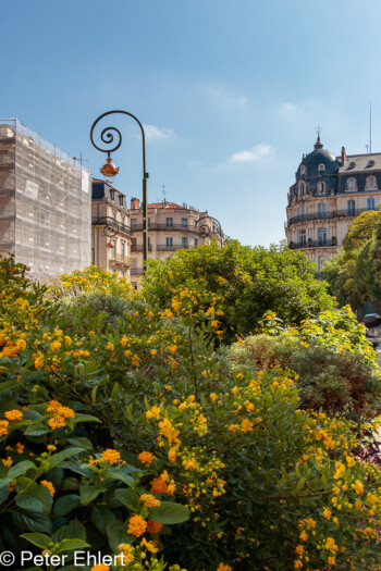 Begrünung  Montpellier Département Hérault Frankreich by Lara Ehlert in Montpellier