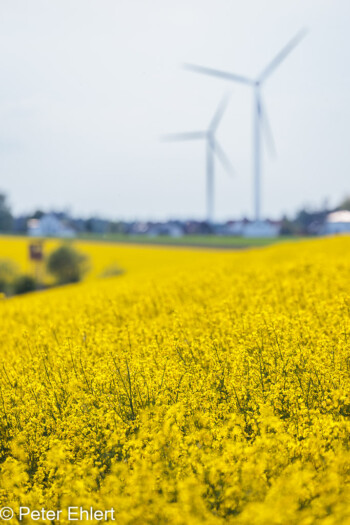 Rapsfeld mit Windrad  Odelzhausen Bayern Deutschland by Peter Ehlert in SIBA_Felder