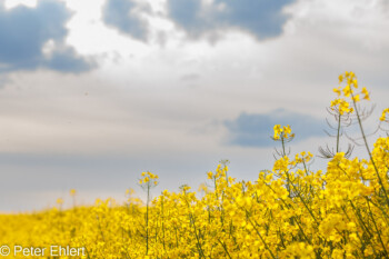 Raps und Wolken  Odelzhausen Bayern Deutschland by Peter Ehlert in SIBA_Felder