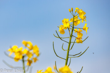 rapsblüte  Odelzhausen Bayern Deutschland by Peter Ehlert in SIBA_Felder