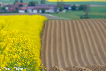 Raps und Ackerfurchen  Odelzhausen Bayern Deutschland by Peter Ehlert in SIBA_Felder