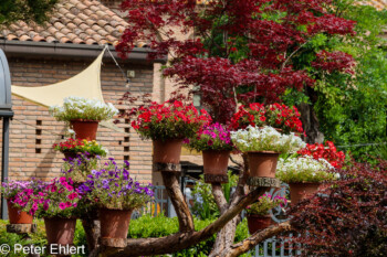 Baumstumpf für Blumentöpfe  Ravenna Provinz Ravenna Italien by Peter Ehlert in UNESCO Weltkulturerbe in Ravenna