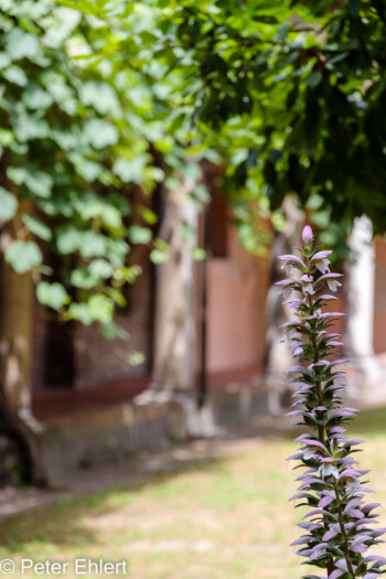 Blume im Innenhof  Ravenna Provinz Ravenna Italien by Peter Ehlert in UNESCO Weltkulturerbe in Ravenna