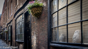 Fenster mit Eule  London England Vereinigtes Königreich by Peter Ehlert in GB-London-potter