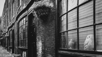 Fenster mit Eule  London England Vereinigtes Königreich by Peter Ehlert in GB-London-potter