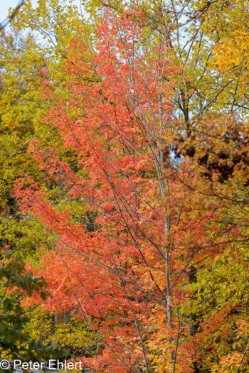 Herbstlaub  Grafrath Bayern Deutschland by Peter Ehlert in Herbst Forstlicher Versuchsgarten