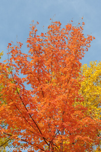 Grafrath Bayern Deutschland by Peter Ehlert in Herbst Forstlicher Versuchsgarten