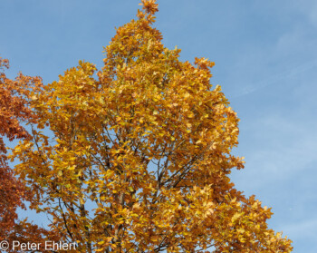 Grafrath Bayern Deutschland by Peter Ehlert in Herbst Forstlicher Versuchsgarten