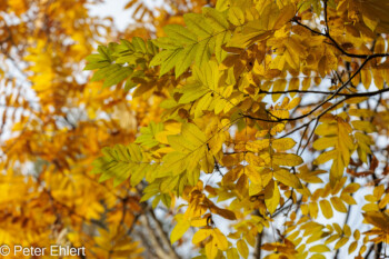 Grafrath Bayern Deutschland by Peter Ehlert in Herbst Forstlicher Versuchsgarten