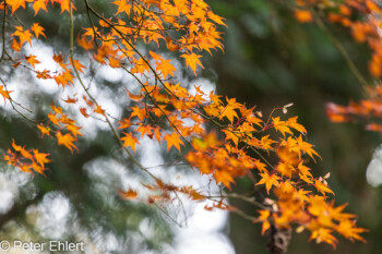 Grafrath Bayern Deutschland by Peter Ehlert in Herbst Forstlicher Versuchsgarten