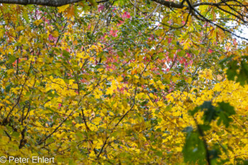 Grafrath Bayern Deutschland by Peter Ehlert in Herbst Forstlicher Versuchsgarten