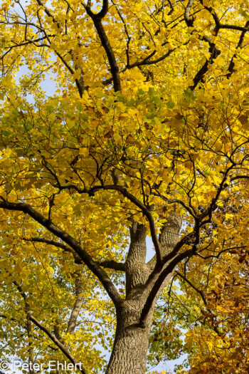 Grafrath Bayern Deutschland by Peter Ehlert in Herbst Forstlicher Versuchsgarten