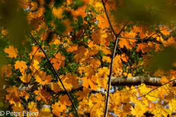 Grafrath Bayern Deutschland by Peter Ehlert in Herbst Forstlicher Versuchsgarten