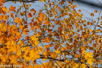 Grafrath Bayern Deutschland by Peter Ehlert in Herbst Forstlicher Versuchsgarten