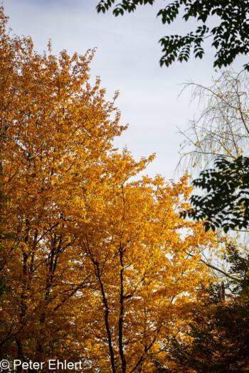 Grafrath Bayern Deutschland by Peter Ehlert in Herbst Forstlicher Versuchsgarten