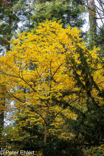 Grafrath Bayern Deutschland by Peter Ehlert in Herbst Forstlicher Versuchsgarten