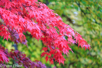 Grafrath Bayern Deutschland by Peter Ehlert in Herbst Forstlicher Versuchsgarten