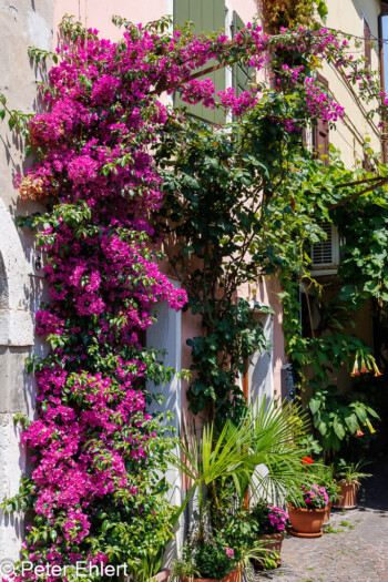Blumen am Haus  Lazise Provinz Verona Italien by Peter Ehlert in Lazise am Gardasee
