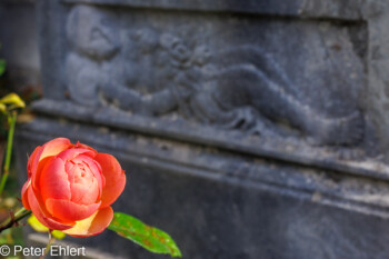 Grabstätten  München Bayern Deutschland by Peter Ehlert in Fotowalk_Südfriedhof