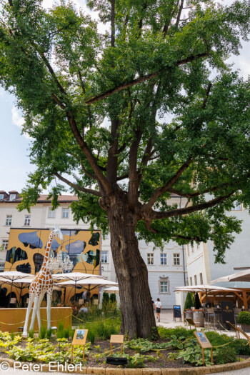 Ginjobaum, Giraffe und Lüster  Bozen Südtirol Italien by Peter Ehlert in Bozen - Bolzano