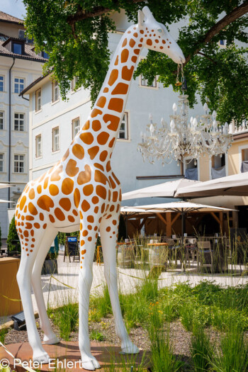 Giraffe mit Lüster  Bozen Südtirol Italien by Peter Ehlert in Bozen - Bolzano