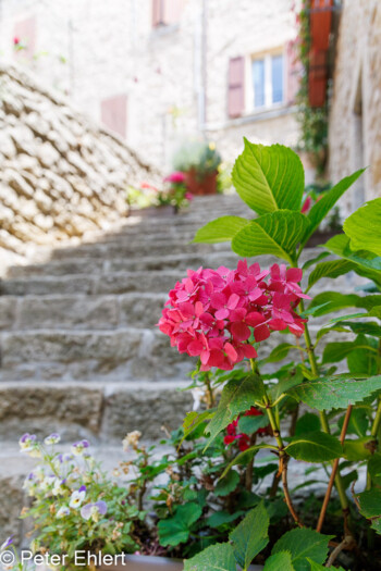 Rote Treppen-Hortensie  San Marino San Marino San Marino by Peter Ehlert in San Marino