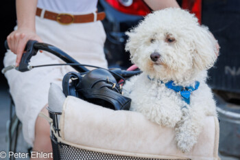 Hund im Korb  Bellaria-Igea Marina Provinz Rimini Italien by Peter Ehlert in Wellness in Bellaria