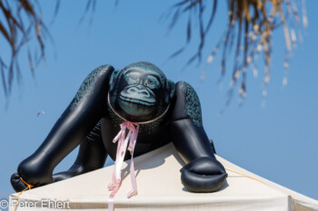 Gorilla  San Mauro Pascoli Provinz Forlì-Cesena Italien by Peter Ehlert in Wellness in Bellaria