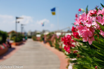 Oleanderblüte  Savignano sul Rubicone Provinz Forlì-Cesena Italien by Peter Ehlert in Wellness in Bellaria