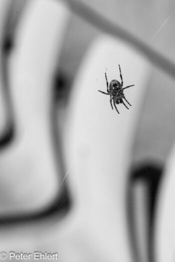 Spider Seat  Oberschleißheim Bayern Deutschland by Peter Ehlert in Fotowalk_SW_Regatta-4