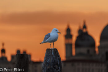 Möwe vor Santa Maria della Salute  Venedig Metropolitanstadt Venedig Italien by Peter Ehlert in Venedig_Abendstimmung