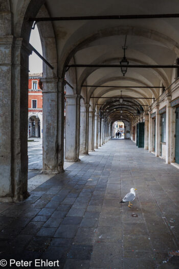Einsame Möwe  Venedig Metropolitanstadt Venedig Italien by Peter Ehlert in Venedig_Grafiken