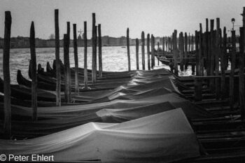 Schlafende Goldeln  Venedig Metropolitanstadt Venedig Italien by Peter Ehlert in Venedig_schwarzweiss