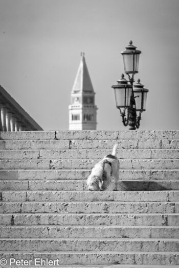 Hund auf der Treppe  Venedig Metropolitanstadt Venedig Italien by Peter Ehlert in Venedig_schwarzweiss