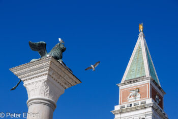 Löwe, Möwe und Campanile  Venedig Metropolitanstadt Venedig Italien by Peter Ehlert in venedig_bildbeziehungen
