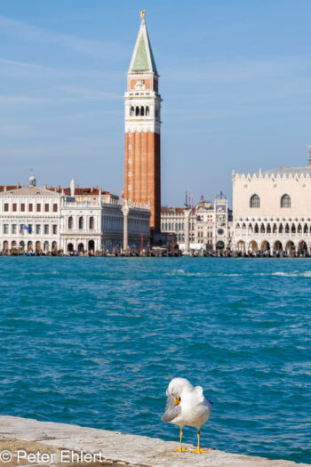 Möwe und Campanile  Venedig Metropolitanstadt Venedig Italien by Peter Ehlert in venedig_bildbeziehungen