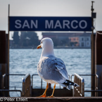 Wartende Möwe  Venedig Metropolitanstadt Venedig Italien by Peter Ehlert in venedig_bildbeziehungen