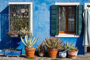 Blaue Fassade mit Blumentöpfen  Venedig Metropolitanstadt Venedig Italien by Peter Ehlert in burano-stadt