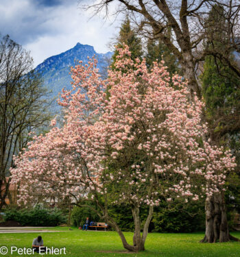 Baumblüte Magnolie  Garmisch-Partenkirchen Bayern Deutschland by Peter Ehlert in Werkscafé 67