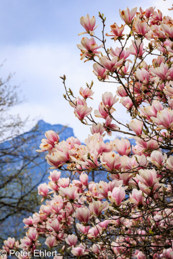 Baumblüte Magnolie  Garmisch-Partenkirchen Bayern Deutschland by Peter Ehlert in Werkscafé 67