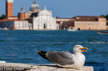 Taube auf Mauer vor San Giorgio Maggiore  Venedig Metropolitanstadt Venedig Italien by Peter Ehlert in venedig-stadt