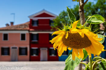 Sonnenblume mit Haus  Venedig Metropolitanstadt Venedig Italien by Peter Ehlert in venedig-burano