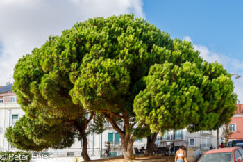 Pinie im Wind  Lissabon Região de Lisboa Portugal by Peter Ehlert in LIS-Gracia