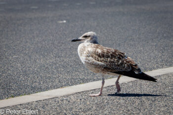 Möwe  Lissabon Região de Lisboa Portugal by Lara Ehlert in LIS-Belem