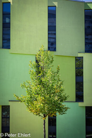 Baum vor grüner Fassade  München Bayern Deutschland by Peter Ehlert in MUC_Fassade
