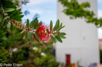 Pfeifenputzerblüte (Callistemon viminalis)  Lissabon Distrikt Lissabon Portugal by Peter Ehlert in LIS-Ponte