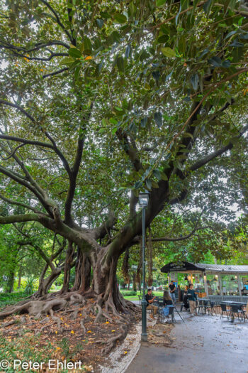 Gummibaum mit Wurzeln  Lissabon Distrikt Lissabon Portugal by Peter Ehlert in lis-embaixada